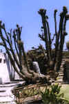 Peru999dag07nr01.jpg (31566 bytes)